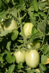 Green Tomatoes